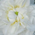 Bílá - Historické růže - Růže damascénská / Rosa damascena - Botzaris